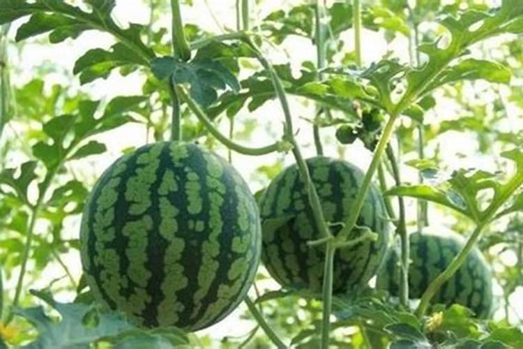 西瓜用什么肥料好