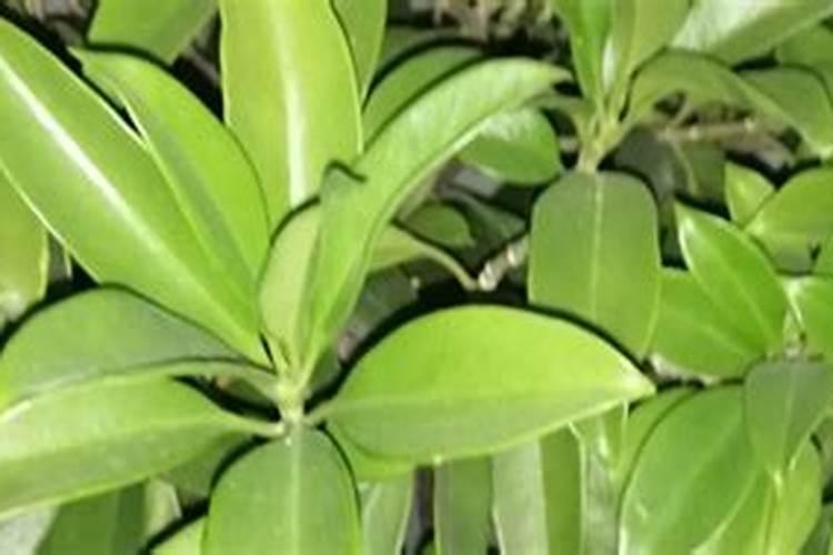 平安树施什么肥料好,氮磷钾肥促进生长(春秋两季施肥)