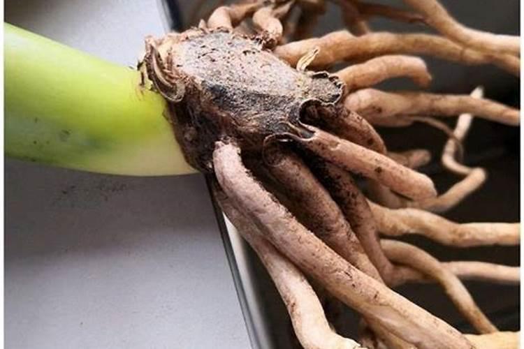 花卉叶面肥多久喷一次比较好 叶面肥打多了有害吗