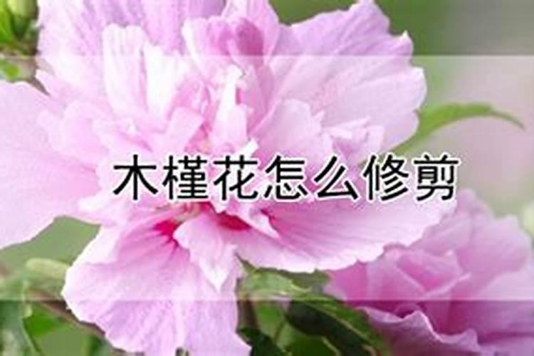 木槿花如何施肥那种肥料最好