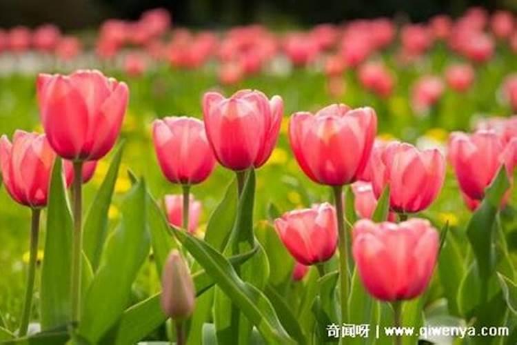 种郁金香盆底放什么肥料花卉百科