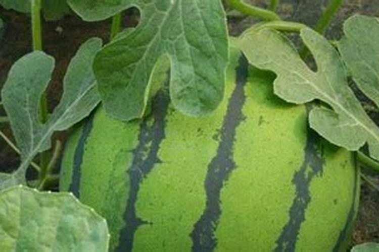 种植的西瓜炸裂了有什么补救方法吗西瓜炸裂？