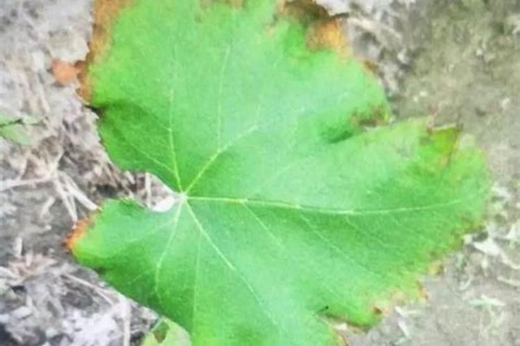 甜瓜边缘黄边,叶面中部有干斑是怎么回事？补了钙和叶面肥,还有黑心病...