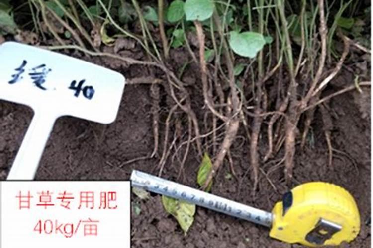 桑葚病虫害怎样治理