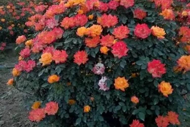 月季花摘芽后如何正确施肥