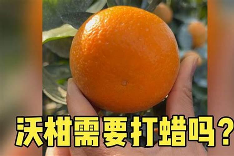 刚种植的沃柑苗怎么管理.