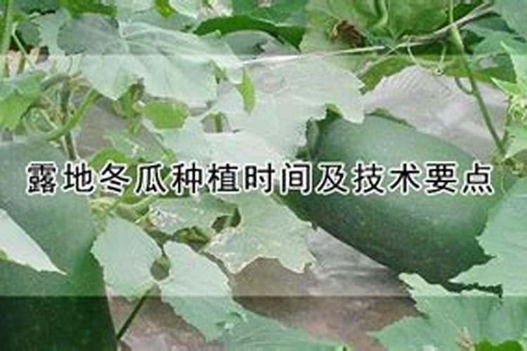 冬瓜高产施肥的正确方法(冬瓜怎么管理施肥才能丰收)