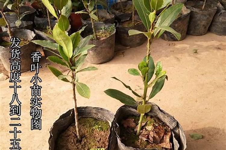 香叶是什么树的叶子？