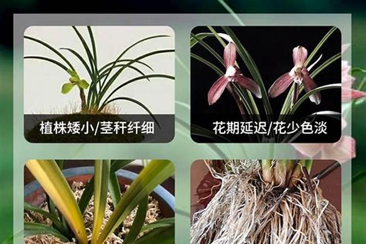 兰草花用什么肥料最好 兰花施什么肥料才能开花