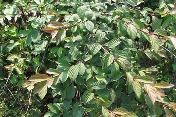 水溶肥到底怎么施用