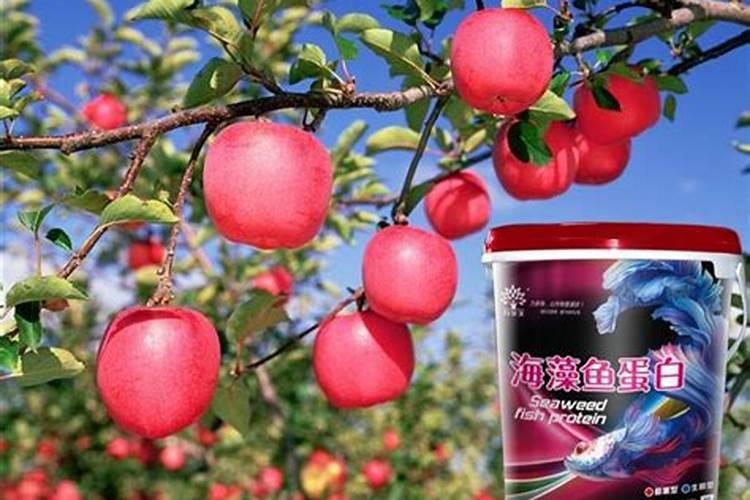 鱼蛋白肥料的使用技巧