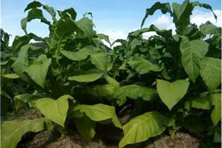 烟叶种植施肥过多怎么办