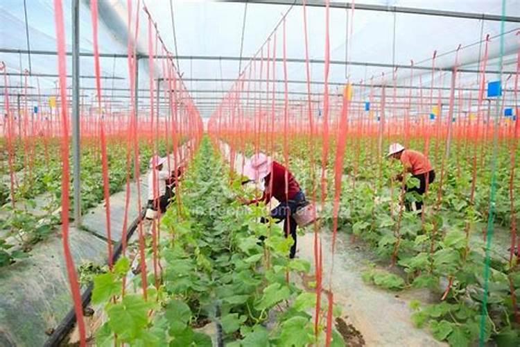 辛硫磷能用于大棚里西瓜甜瓜苗吗？