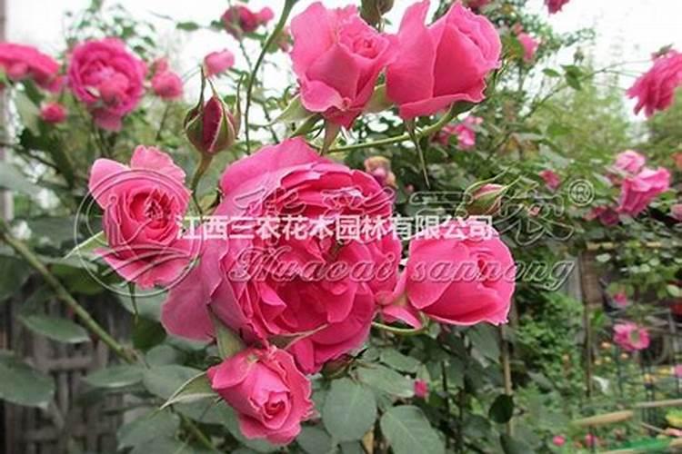 月季施什么肥(两种方案)