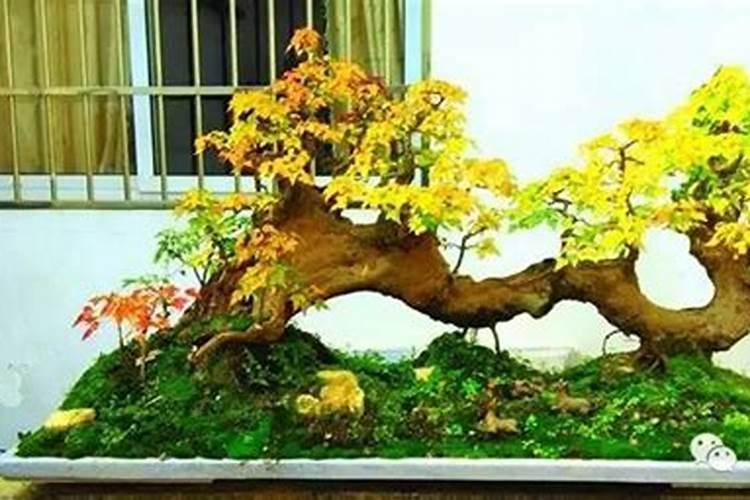 三角枫盆景怎么养护