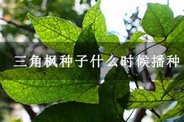 三角枫盆景养护要点