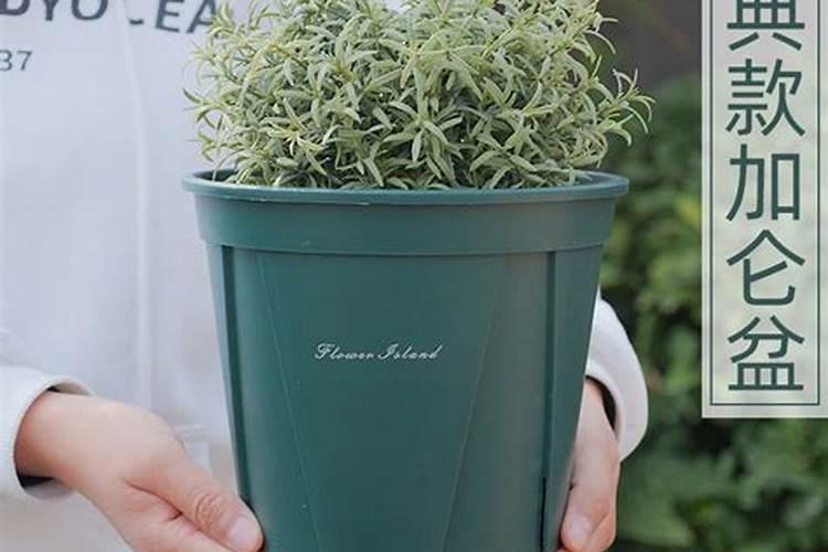盆栽花卉如何使用花多多及复合肥？