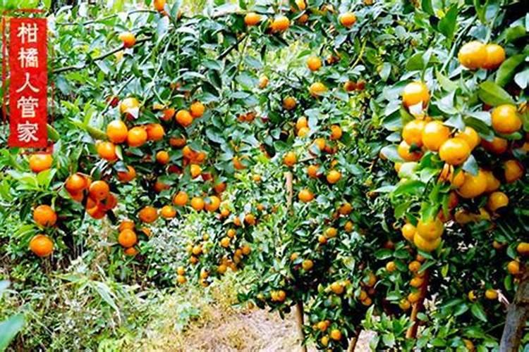 蒜苗种籽是真的吗