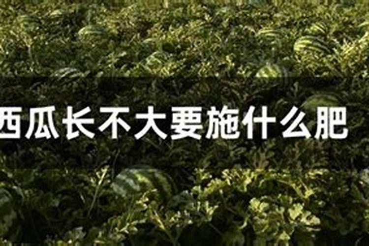 种西瓜用什么肥料又大又甜