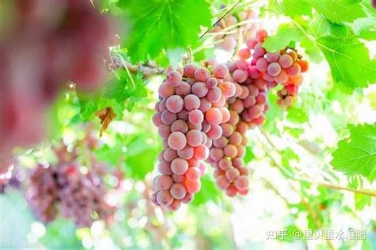 树木晚上释放氧气吗