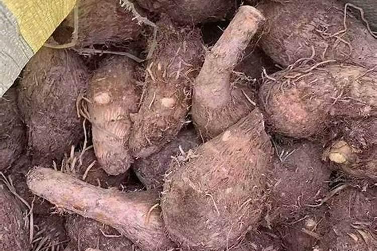 谁知道荔浦芋头什么时候成熟？