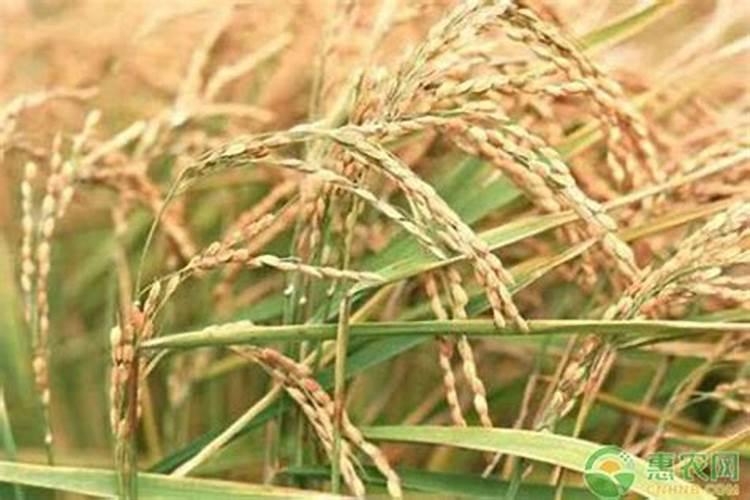 湖北洋丰复合肥3个15的现在价格是多少(种水稻用的);顺便推存下每亩用量...