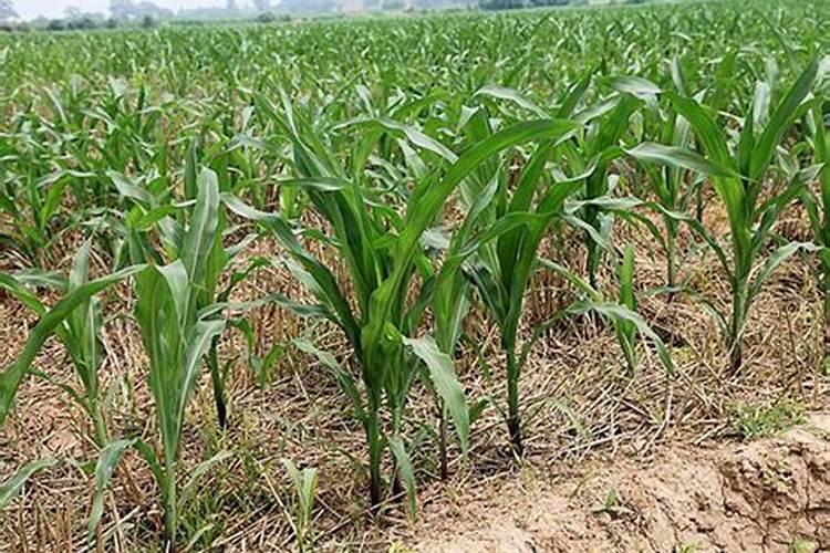 玉米施肥最佳方法