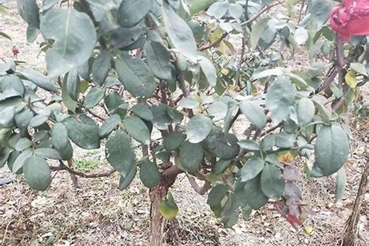 月季花施肥方法 怎样给月季花施肥