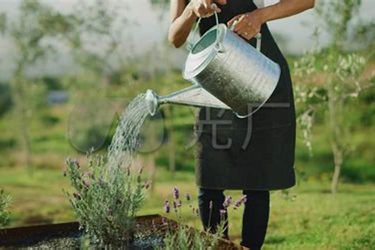 海藻肥浇花可以长期用吗？