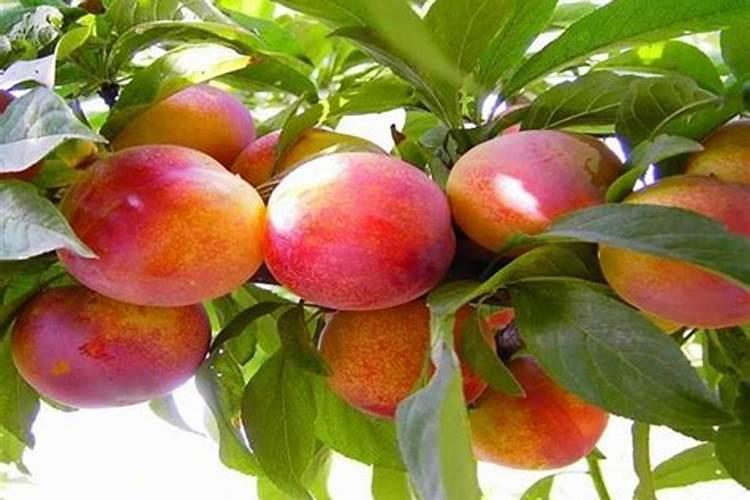 硝酸铵钙含硝酸铵吗