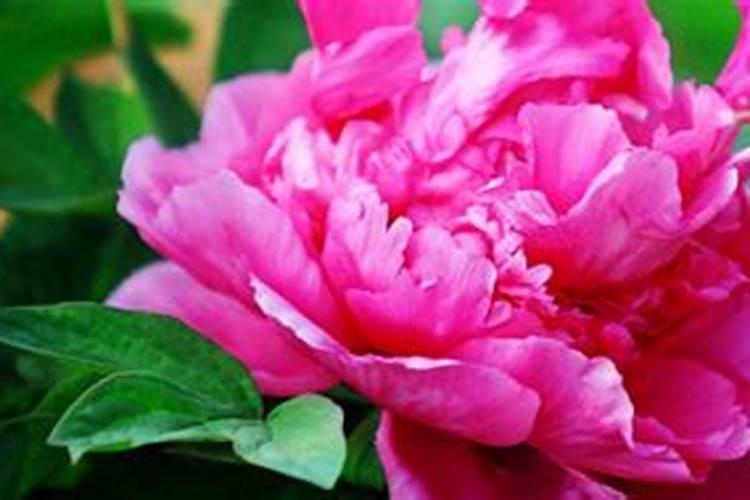 氮肥对植物的作用 氮肥对植物有什么作用