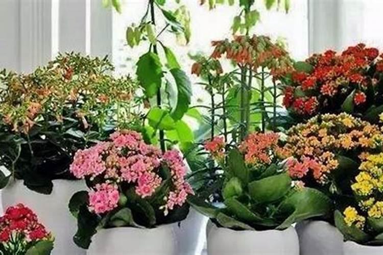 室内植物用什么肥料