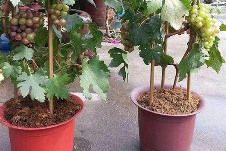 谁能说下盆栽葡萄施什么肥
