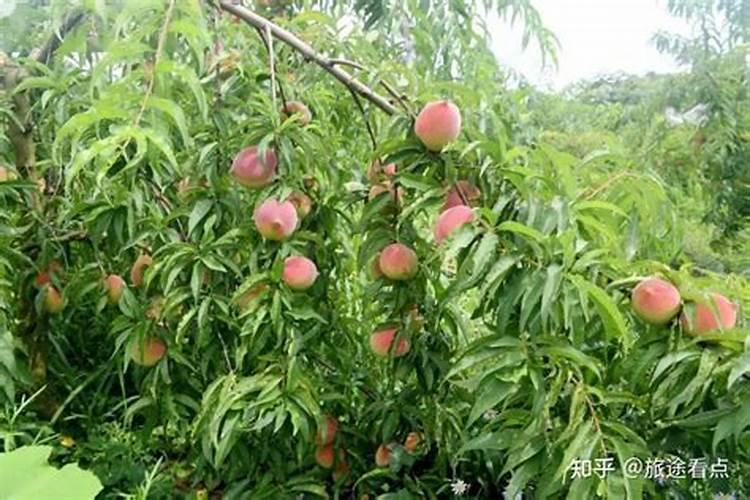 豆角冲什么水溶肥最好