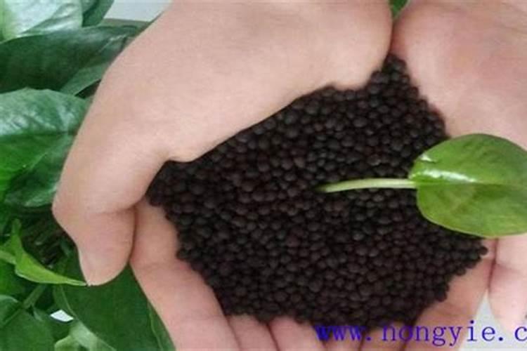 枇杷树的种植和管理和施肥