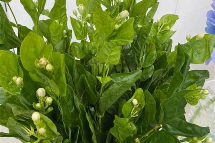 芹菜抗重茬的是什么药拜托各位大神