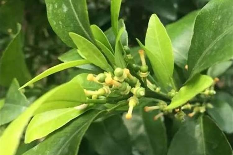 种植西瓜用什么肥料