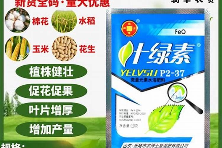 什么鱼蛋白质含量高
