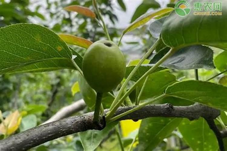 用玉米比用黄瓜要好吗？