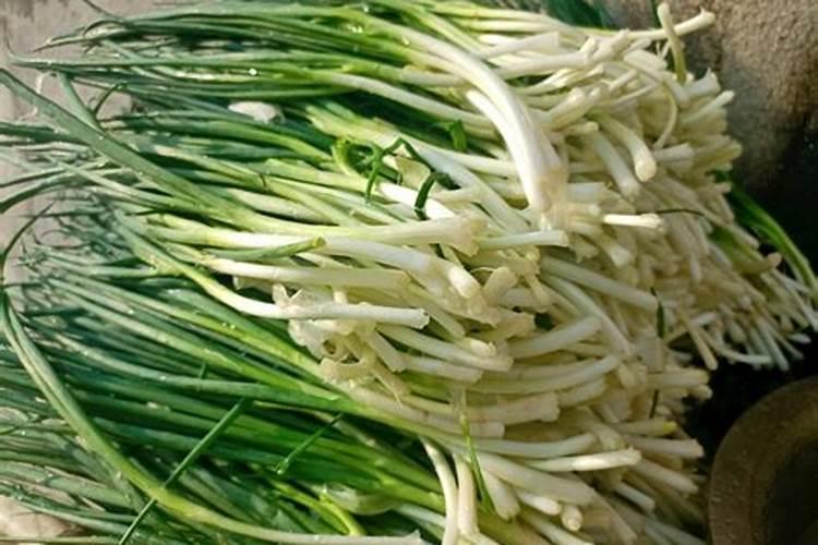怎样辨别野生黑枸杞是野生,还是种植的？