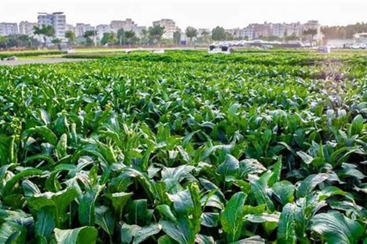 小树苗用什么肥料长得快