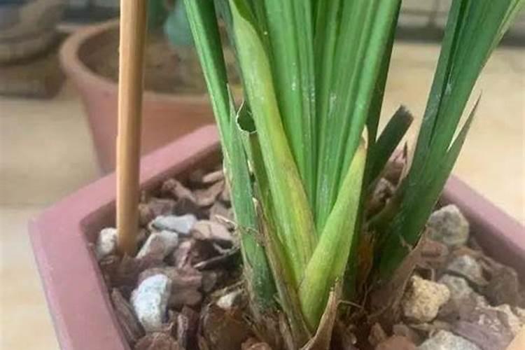 刚上盆的兰花多久施肥