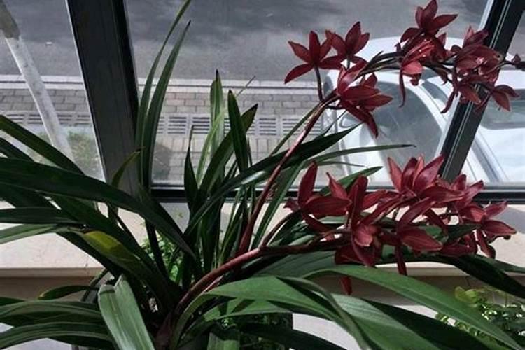 墨兰花苞不开花怎么办