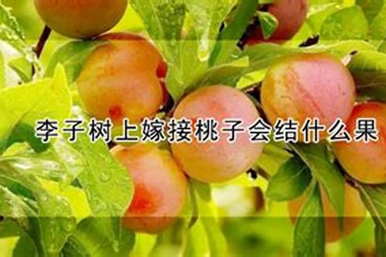 李子树不同生长阶段的施肥技巧