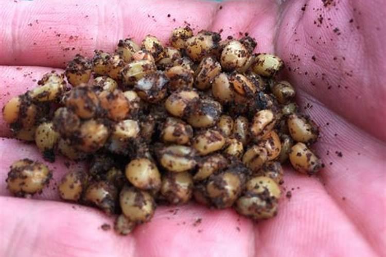 菜籽饼用水浸泡多久可以喂鱼