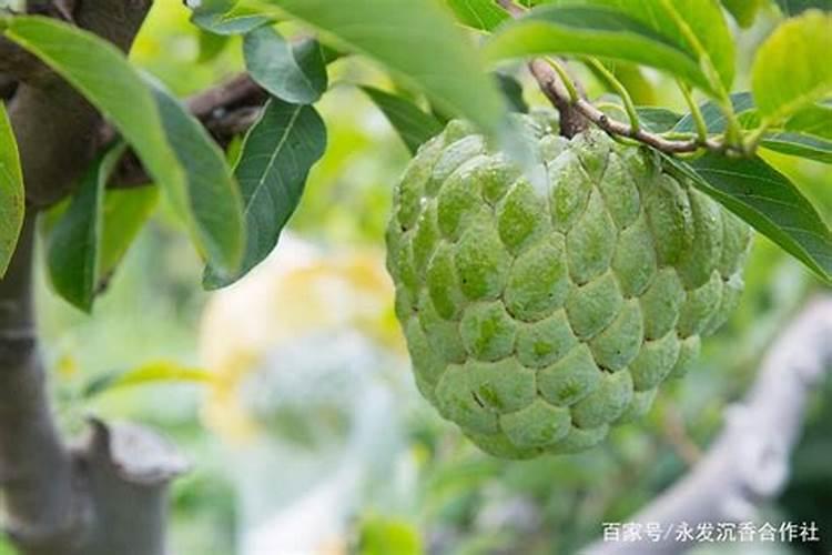种释迦果施什么肥