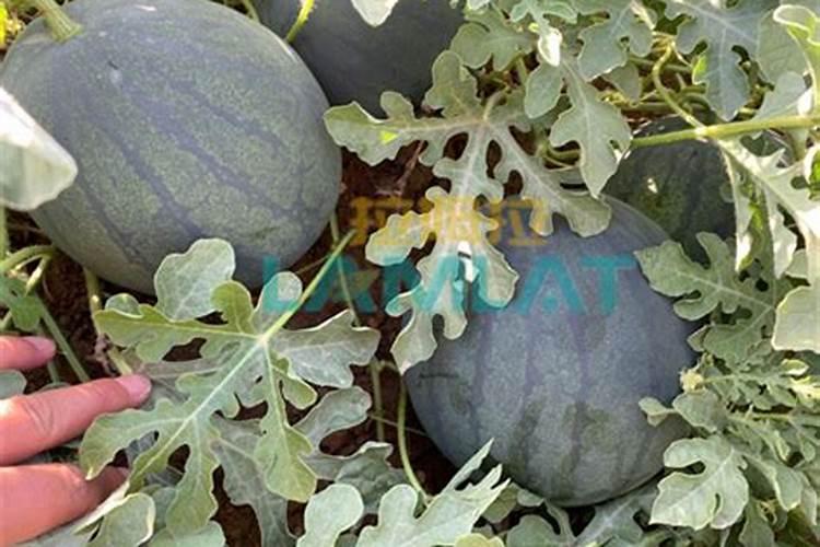 波尔多液的用法与用量