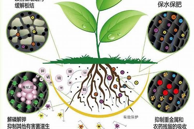 新塘怎么快速肥水培菌培藻呢