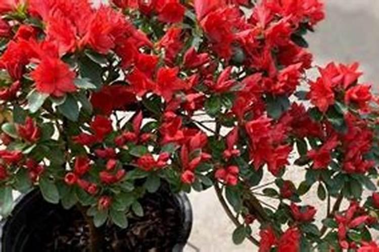 杜鹃花什么时候施肥 怎么施肥