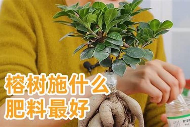 榕树盆景施什么肥最好